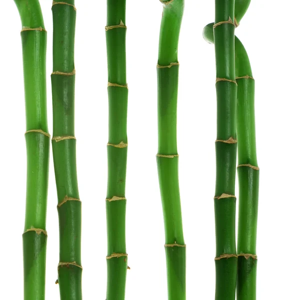 Seis hastes de bambu contra fundo branco — Fotografia de Stock