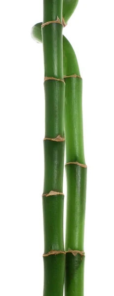 Haste de bambu isolado sobre fundo branco — Fotografia de Stock