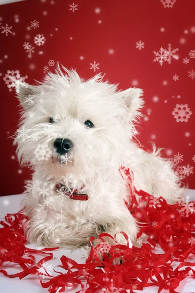 흰 강아지 — 스톡 사진