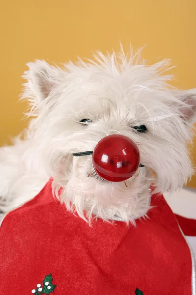 Red nose — Stock Photo, Image