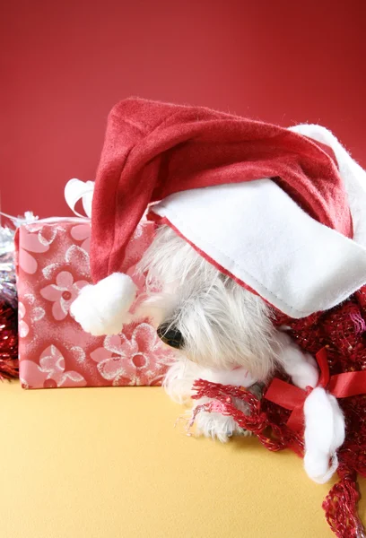 Cachorro blanco — Foto de Stock