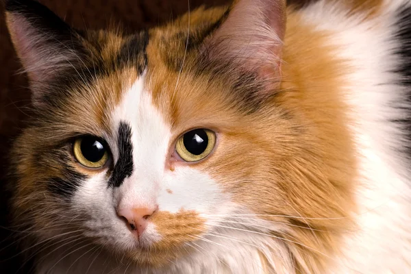 Zbliżenie bawełniane kota — Zdjęcie stockowe