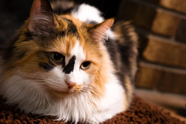 Zbliżenie bawełniane kota — Zdjęcie stockowe