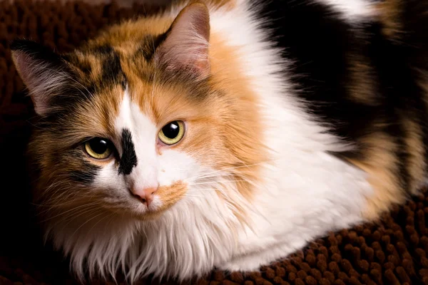 stock image Closeup of Calico Cat