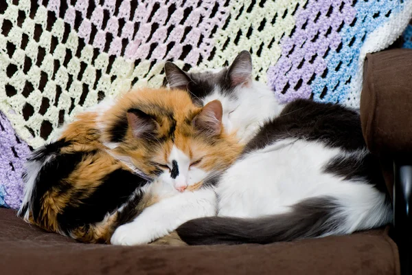 Две спящие кошки — стоковое фото