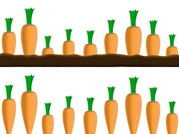Границы моркови — стоковый вектор