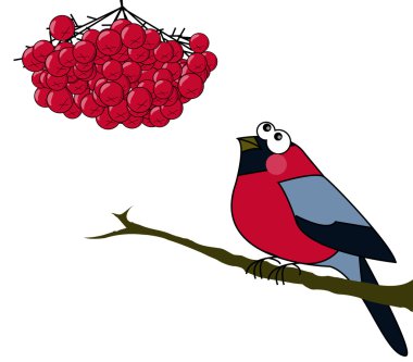 Bullfinch clipart