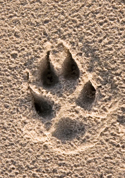 Dogs paw print