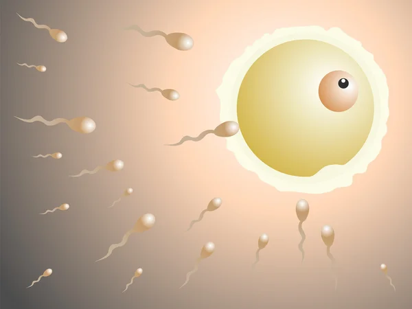 stock vector Sperm fertilizing an egg vector