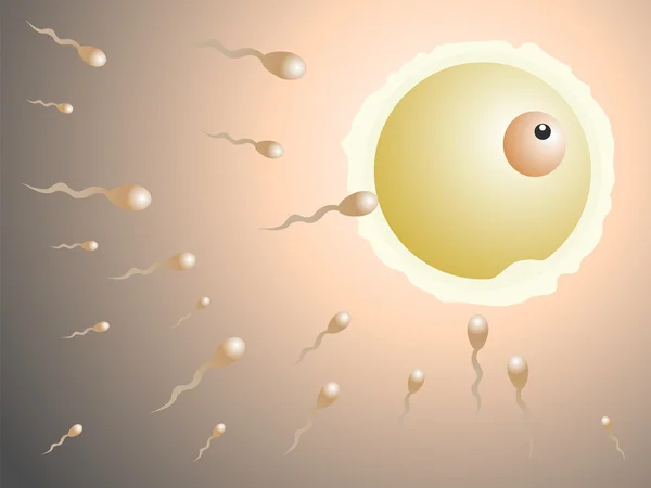 精子受精卵ベクトル — ストックベクタ