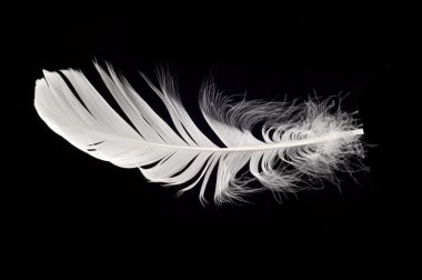 White swan feather isolated clipart