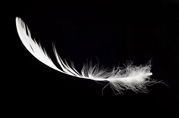 Plume de cygne blanc isolé — Photo