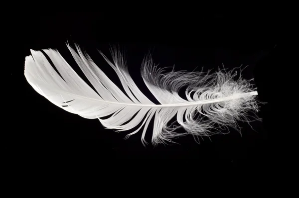 孤立的白色天鹅羽毛 — 图库照片