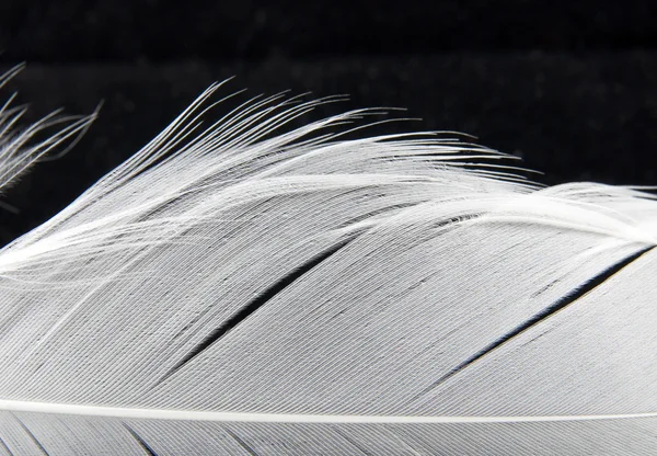 Detalhe de penas de cisne branco — Fotografia de Stock