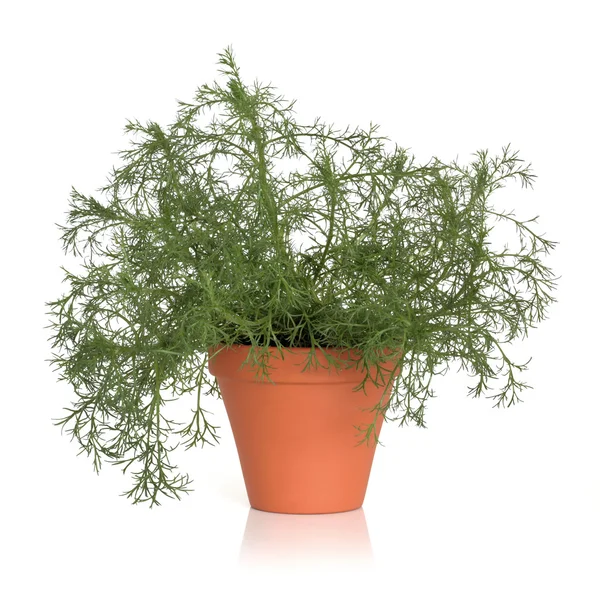 Roman Chamomile Herb Plant — Stock Photo, Image