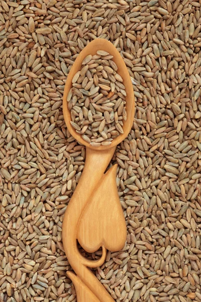 Grano de trigo de centeno — Foto de Stock
