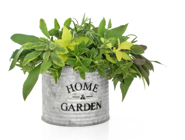 Herb Garden — Stock Photo, Image