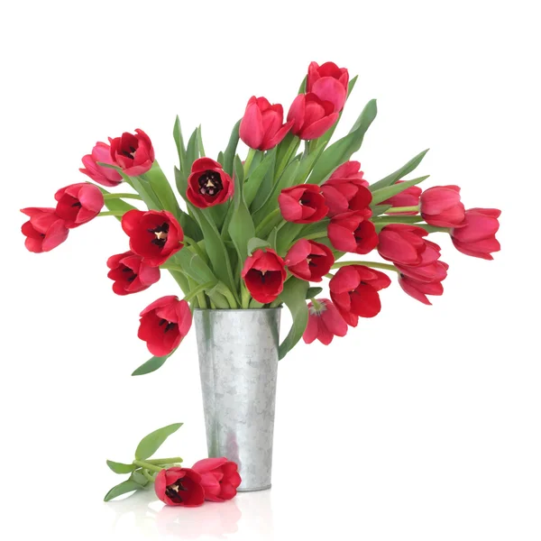 Tulipán rojo belleza — Foto de Stock