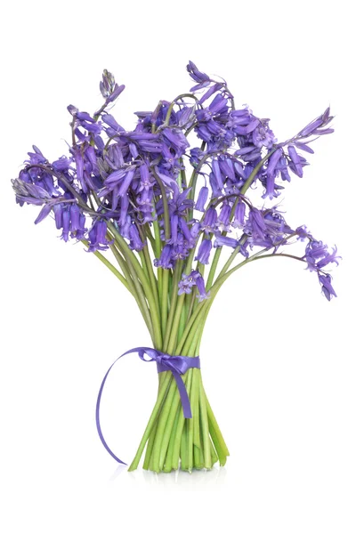 Bluebell bloemen — Stockfoto