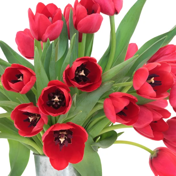 Červené tulipánové květiny — Stock fotografie