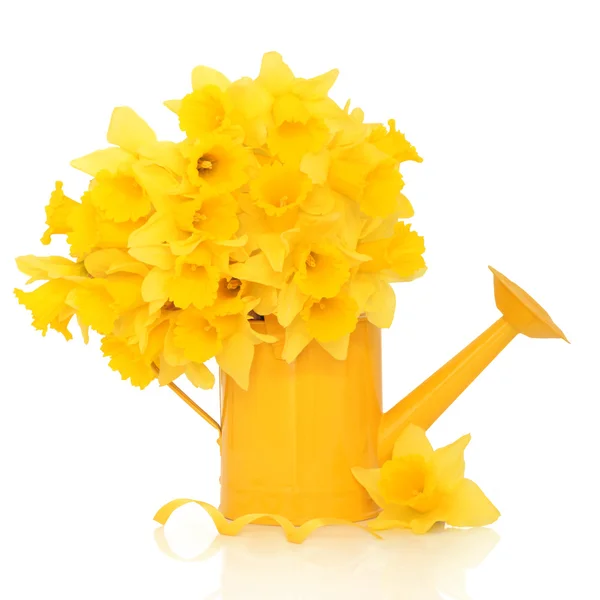 Narciso fiore bellezza — Foto Stock