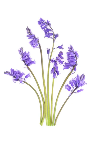 Flores de Bluebell — Foto de Stock