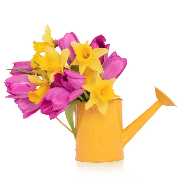 Spring Flower Beauty — Stock Photo, Image