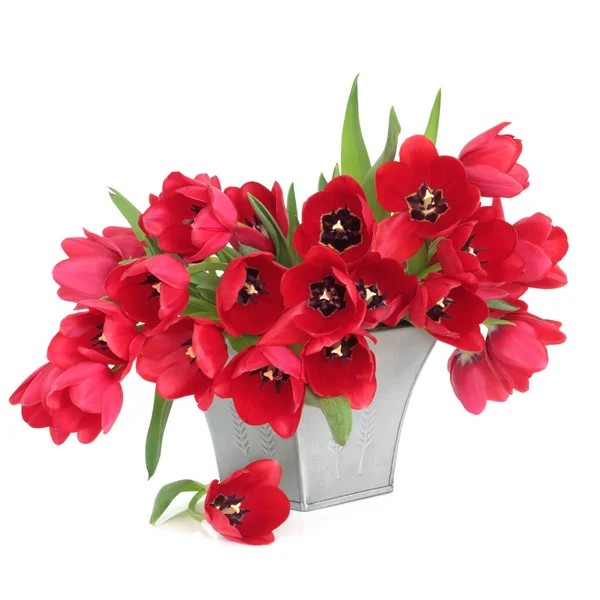 Beleza tulipa vermelha — Fotografia de Stock