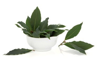 Bay Leaf Herb clipart