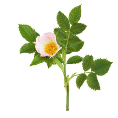 Wild Rose Flower clipart