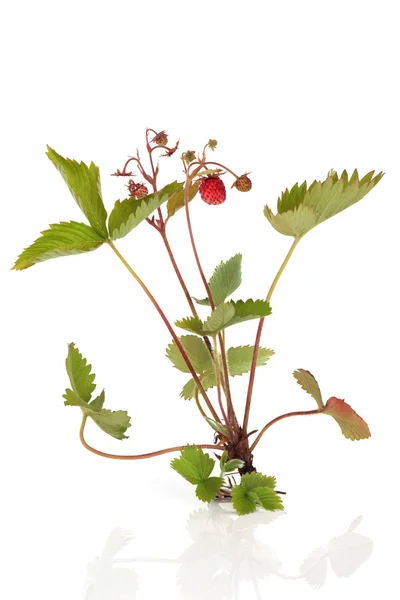 Wild Strawberry Plant — Stock Photo, Image
