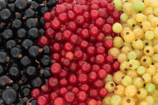 stock image Black, Red and White Currants