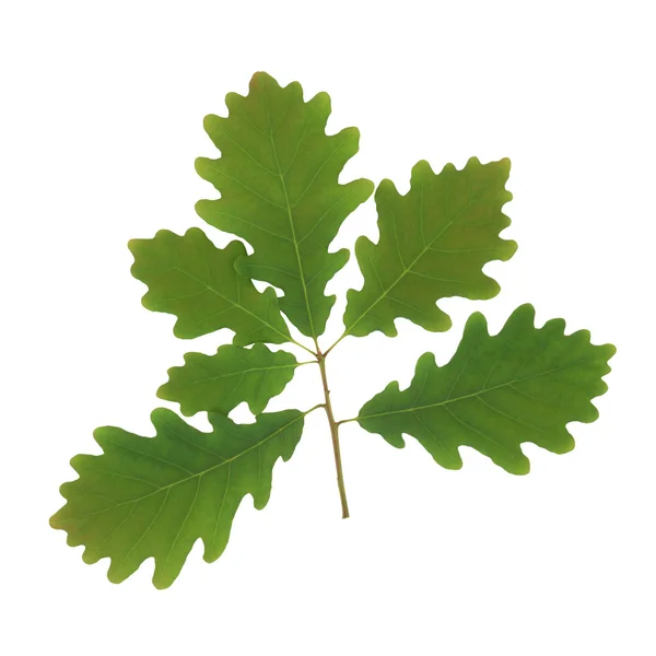 Oak Leaf Sprig — Stock Photo, Image