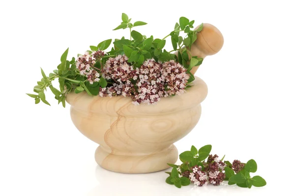 Thyme Herb — Stock Photo, Image