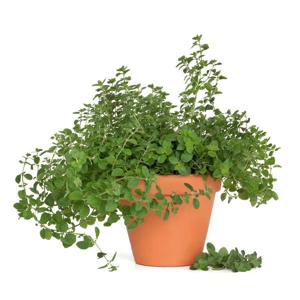 Oregano Herb Plant — Stock Photo, Image