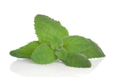 Lemon Balm Herb clipart