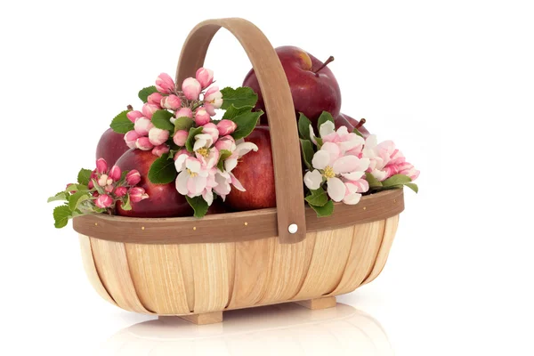 Apple Flower Blossom — Stock Photo, Image