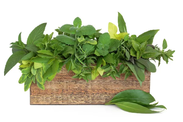 Herb Selection — Stock Photo, Image