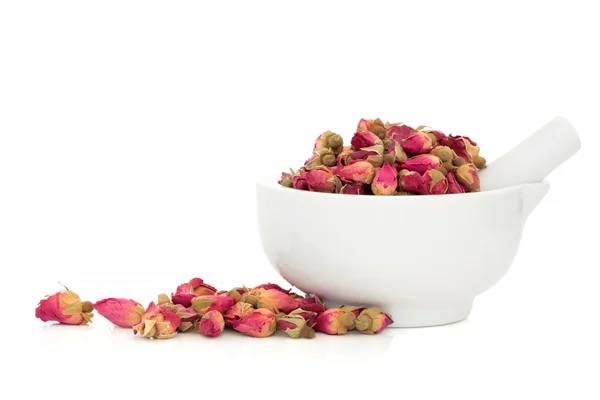 Rose Flower Buds — Stock Photo, Image