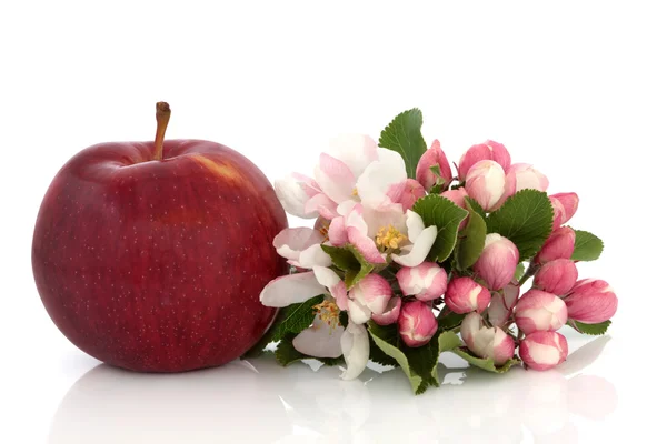 Jabłko i kwiat kwitnąć — Zdjęcie stockowe