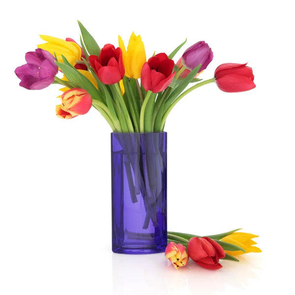Тюльпан-квітка краси — стокове фото
