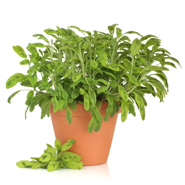 Sage Herb Plant — Stock Photo, Image