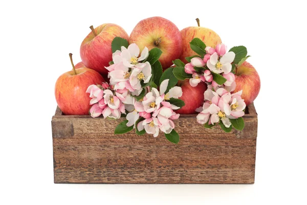 Manzana flor belleza — Foto de Stock
