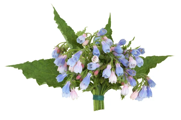 Comfrey Herb Flower Posy — Stock Photo, Image