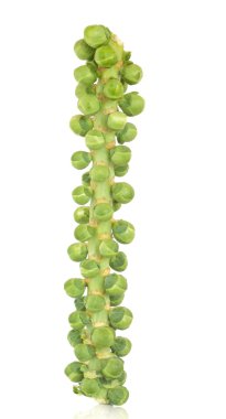 Sprouts on a Stalk clipart