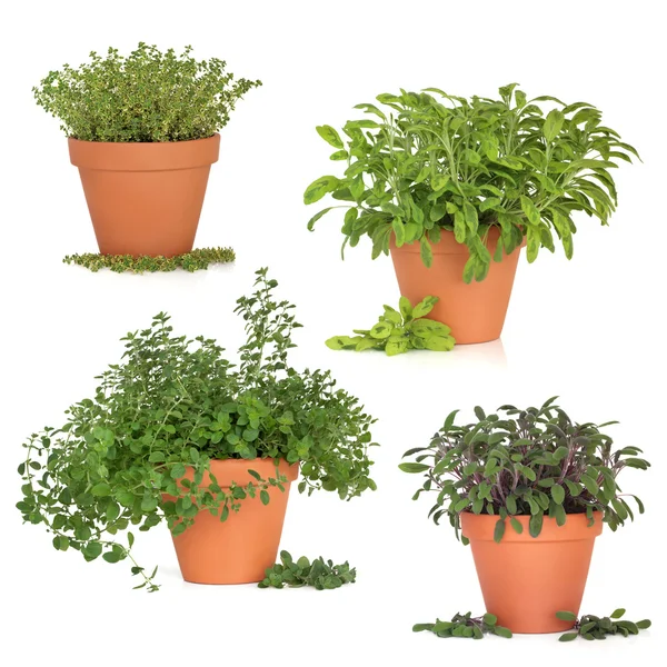 Herb Collection — Stock Photo, Image