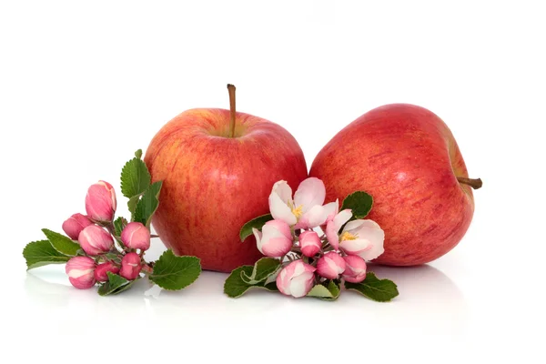 Apple Fruit with Blossom — Stock Photo, Image