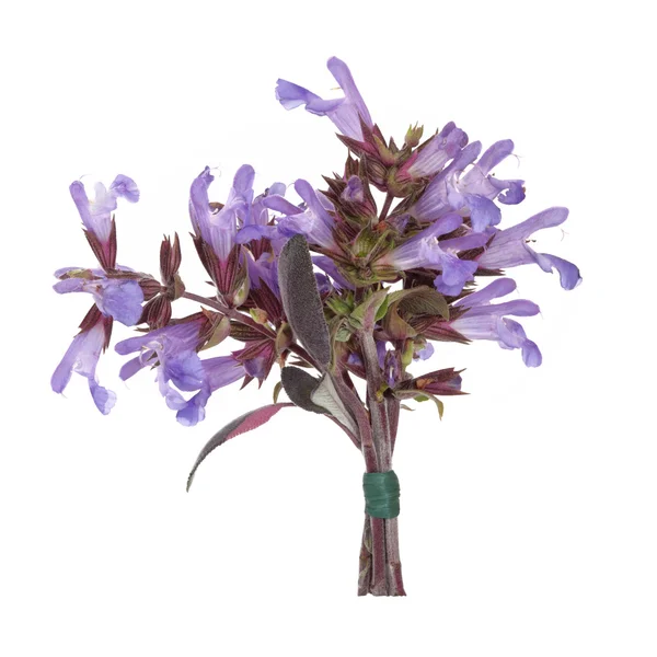 Salvia ört blomma bukett — Stockfoto