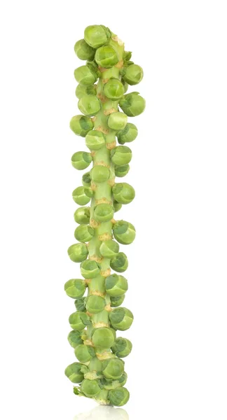 Sprouts on a Stalk — Stock Photo, Image
