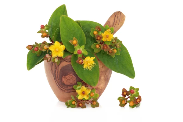 St Johns Wort Herb and Flowers — Stock Photo, Image